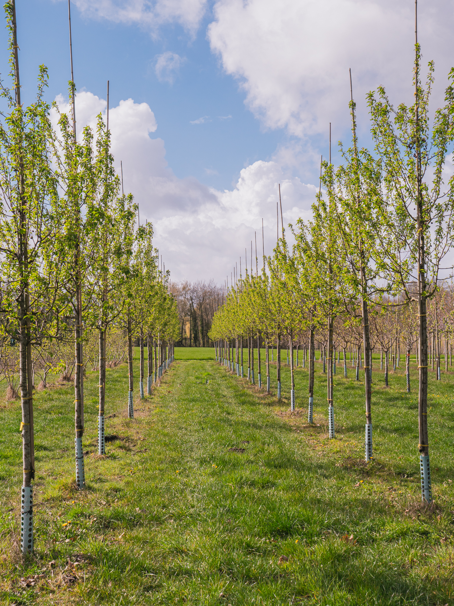 treeページ Malus 'Braendkjaer' - Van den Berk Nurseries